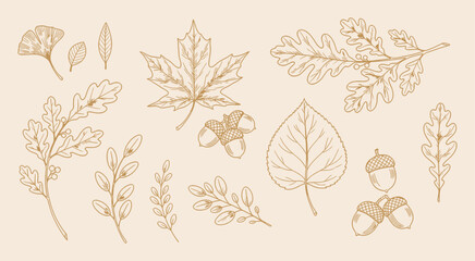 Whimsical hand drawn autumn leaves and acorns vector illustration © Stock4line