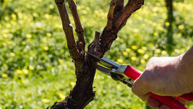 Close-up of the hands of the winemaker pruning the vineyard with professional steel scissors. Traditional agriculture. Winter pruning, Guyot method.