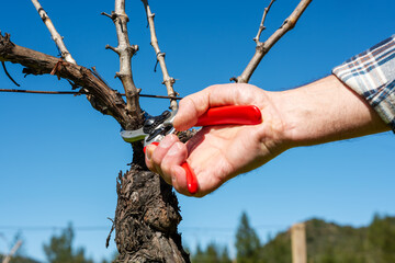 Close-up of the hands of the winemaker pruning the vineyard with professional steel scissors. Traditional agriculture. Winter pruning, Guyot method.