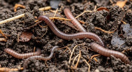 Fototapeta premium Earthworms in rich fertile soil close up representing composting organic farming ecosystem soil health biodiversity vermiculture agriculture sustainability natural fertilizer and ecological gardening 