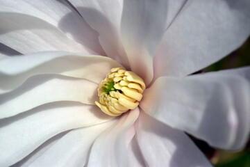 Bl&uuml;te einer Sternmagnolie im Fr&uuml;hling