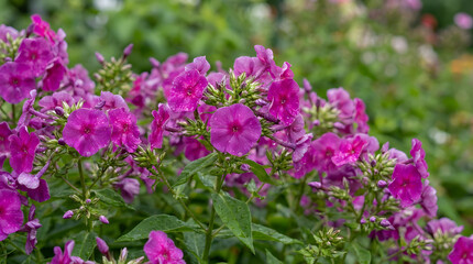 Fototapeta premium Vibrant pink azalea flowers blooming in a lush green garden during spring season with soft natural light