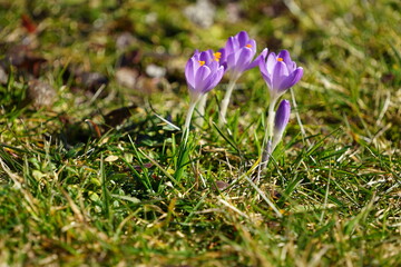 Fioletowe krokusy © Sławek