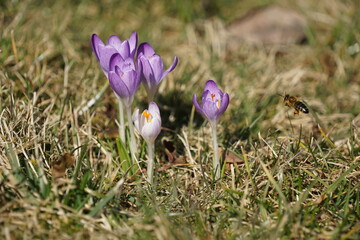 Fioletowe krokusy © Sławek