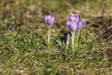 Fioletowe krokusy © Sławek