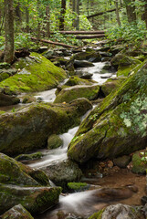 Obraz premium A woodland stream flows over moss and lichen covered rocks through the green summer forest at Shenandoah National Park