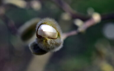 Knospe einer Sternmagnolie im Fr&uuml;hling