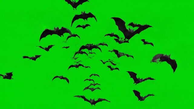 Colony of bats flying on green screen background. Flying Bat Animation on Green Background 4K.