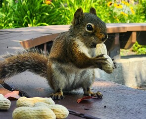 squirrel eating nut © Lesya