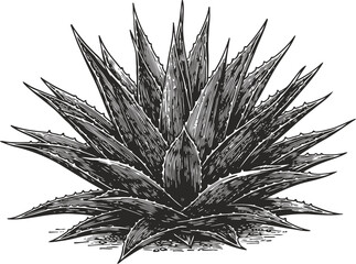 Fototapeta premium Detailed vintage engraving of an agave plant with spiky leaves and textured shading