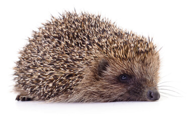 Wild hedgehog lying isolated on white background looking at camera © olhastock