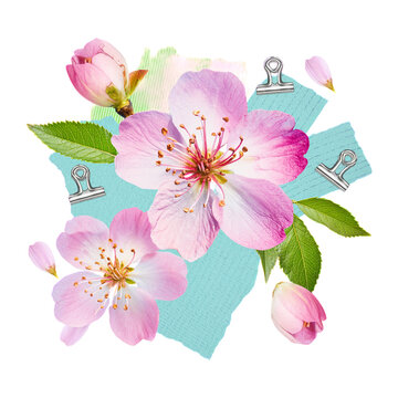 Pink peach blossoms with green leaves and paper clips on blue background pink flowers