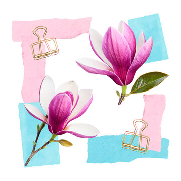 Pink magnolia flowers with green leaves on pastel background with gold paper clips blue background