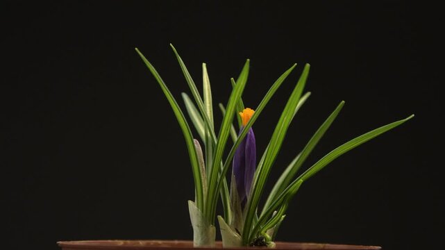 Looped circular rotation of a spring crocus in a pot on black background.