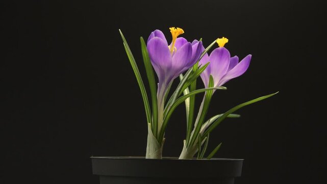 Looped circular rotation of spring crocuses on dark background
