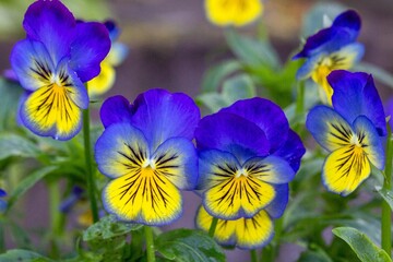 Lovely pansies in a garden bed. Floriculture, landscape design, gardening. © Marina