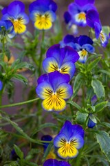 Lovely pansies in a garden bed. Floriculture, landscape design, gardening. © Marina