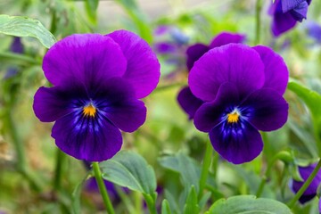 Beautiful pansies. Floriculture, landscape design, gardening. © Marina