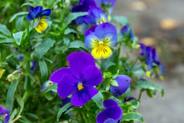 Lovely pansies in a garden bed. Floriculture, landscape design, gardening. © Marina