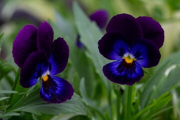 Beautiful pansies. Floriculture, landscape design, gardening. © Marina