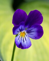 The beautiful pansy flower. Floriculture, landscape design, gardening. © Marina