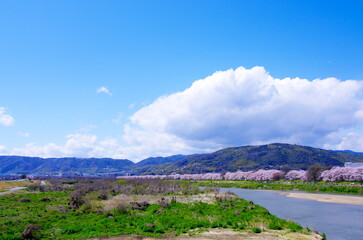 Fototapeta premium 春の桜並木と川、青空と雲が広がる日本の風景