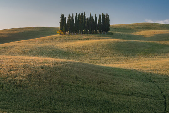Clump of cypress trees in a rolling landscape in summer, Quirico d'Orcia, Val d'Orcia, Siena, Tuscany, Italy