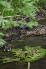 Obraz premium Female mallard duck (Anas platyrhynchos) foraging along a small forest stream bank. Wild waterfowl searching for food in natural freshwater habitat surrounded by green vegetation.
