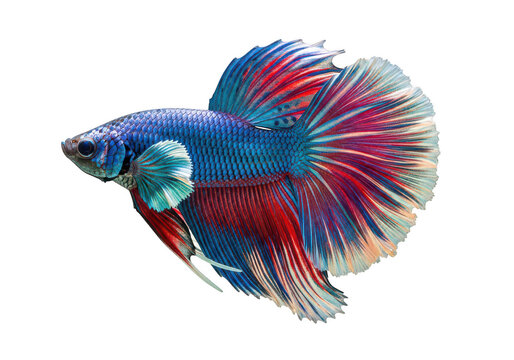 Vibrant blue and red betta fish with large fins and tail isolated on transparent background