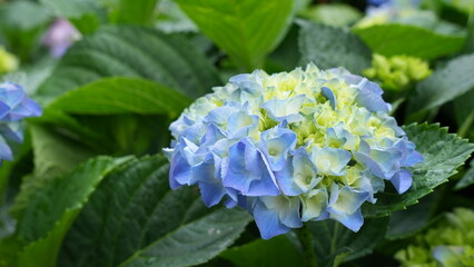 Dreamy Blue Hydrangea Blossoms in a Lush Garden