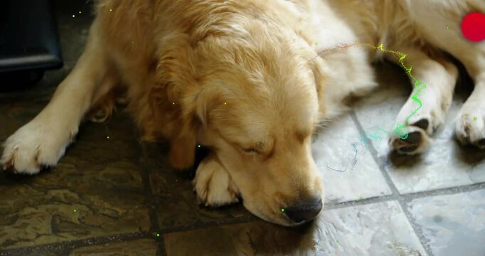 Particles appearing at muzzle swirling drifting across sleeping golden retriever on floor