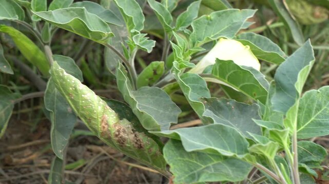 Close-Up of Lush Green Broad Leaves on Wild Herb Plant &mdash; Macro Botanical Nature Photography of Medicinal Foliage