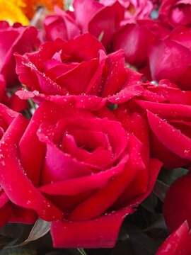 Red roses. Top view of rose flowers. Studio shot of flowers. 