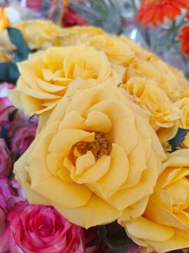 Fresh beautiful yellow roses, a set of multiple roses