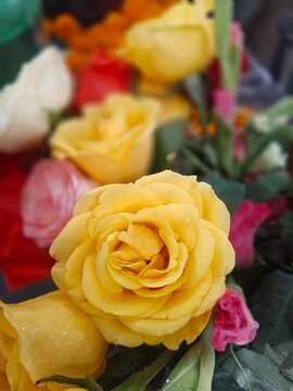 Fresh beautiful yellow roses, a set of multiple roses