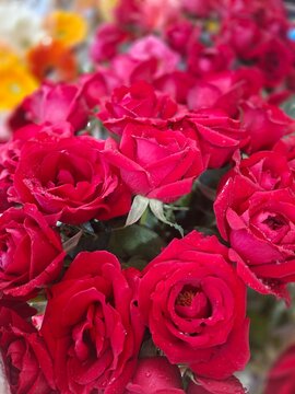 Red roses. Top view of rose flowers. Studio shot of flowers. 