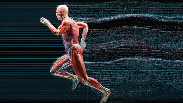 Futuristic Muscle Anatomy in Motion: Male Runner Sprinting with Digital Particle Airflow and Aerodynamic Wind Drag Effects showing Kinetic Energy and Physical Performance, Sports Physiology, 3d render