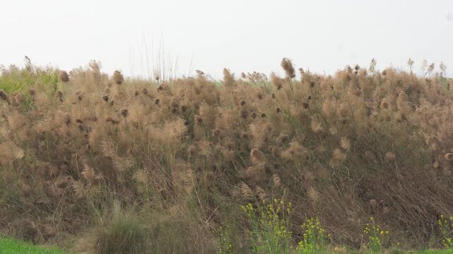 Dense Dry Reed Beds and Wild Shrubs Along Wetland Area &mdash; Natural Habitat Vegetation and Marshland Landscape