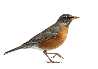 Fototapeta premium American robin bird with distinctive orange breast and gray wings isolated on transparent background