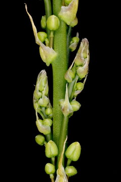 Garden Asparagus (Asparagus officinalis). Emerging Inflorescence Detail Closeup