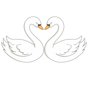 Two white couple swans bonding together wedding symbol for romantic occasion