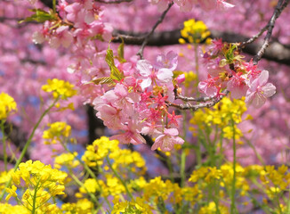 Obraz premium 箕郷梅林の河津桜と菜の花