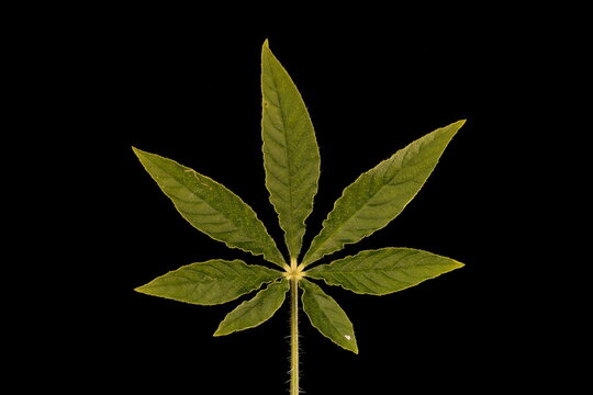 Spider Flower (Cleome houtteana). Leaf Closeup