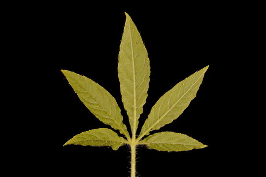 Spider Flower (Cleome houtteana). Leaf Closeup