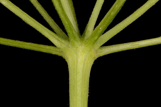Anise (Pimpinella anisum). Umbel Base Closeup