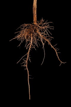 Eggplant (Solanum melongena). Root Closeup
