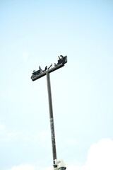 Crows perched on street light pole