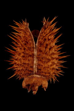 Thorn Apple (Datura stramonium). Fruit Closeup