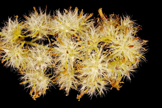 Early Goldenrod (Solidago gigantea). Fruiting Synflorescence Detail Closeup