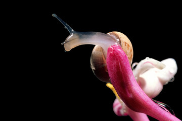snail crawling on a pink flower, likely captured using macro photography to show intricate details Sardinia. Italy © antasfoto